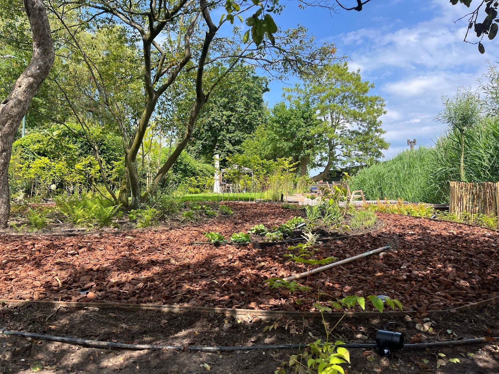 Mulchborder met jonge aanplant onder bomen in een ruime achtertuin